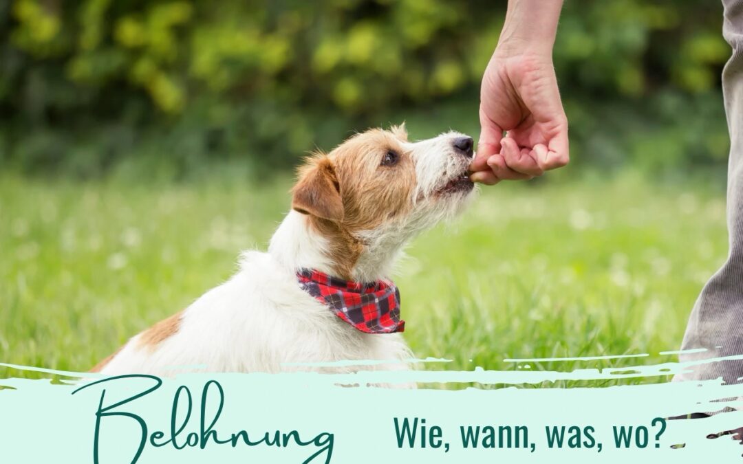 Richtig belohnen – wann, wie , was, wo?