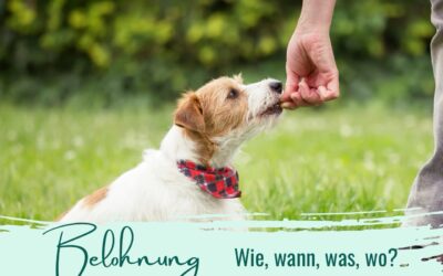 Richtig belohnen – wann, wie , was, wo?