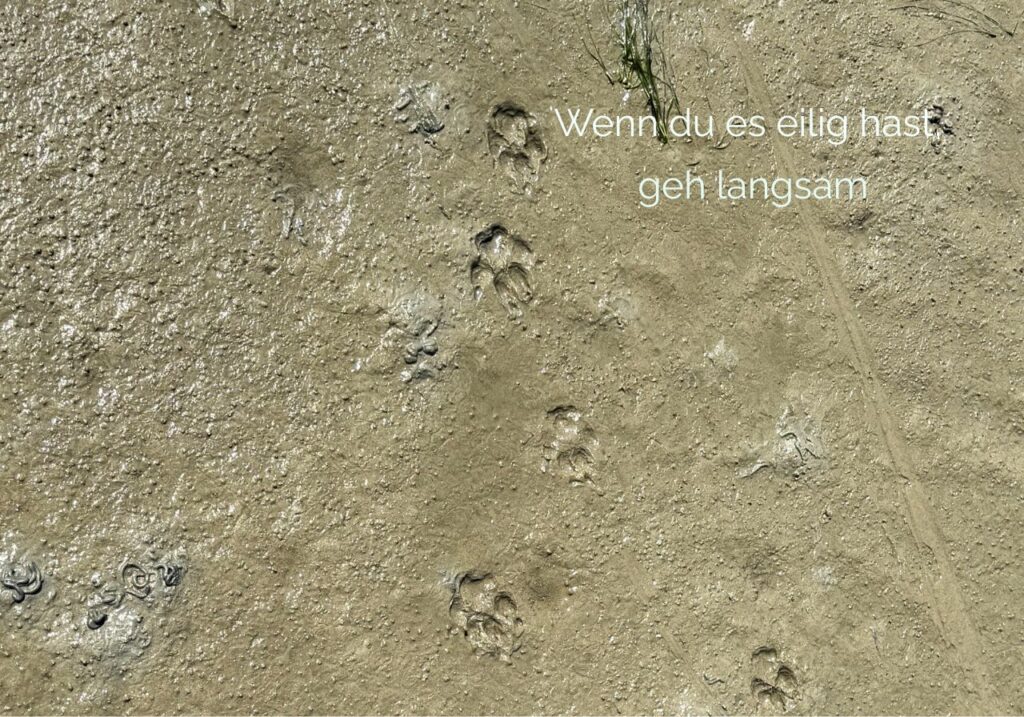 Pfotenabdrücke im Watt