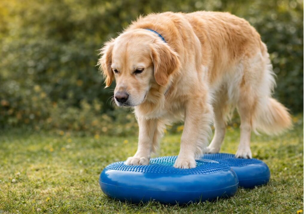 Hund auf einem Blancekissen