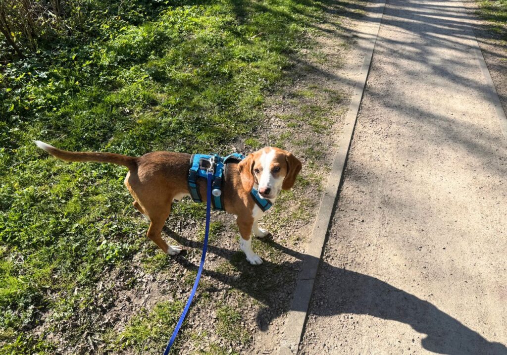 Hund im Sicherheitsgeschirr