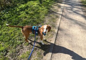 Hund im Sicherheitsgeschirr