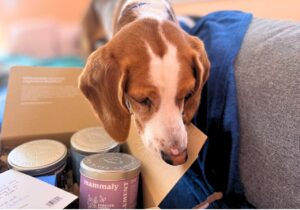 Prodikttest Mammaly Hund am Karton