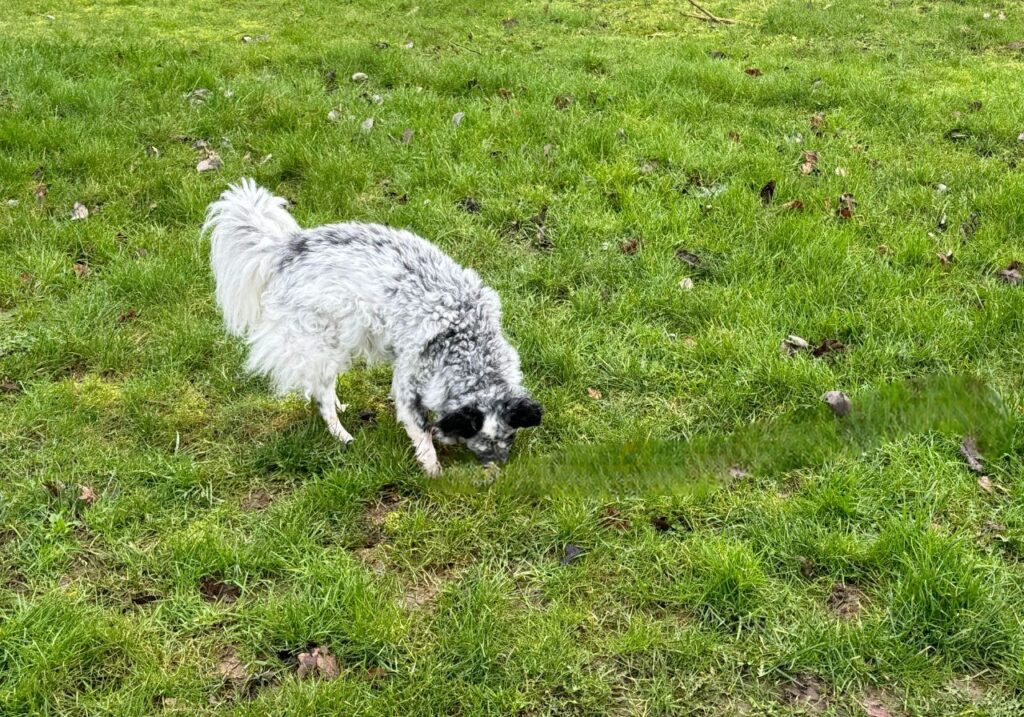 Nasenarbeit Hund,
Weißer Hund schnüffelt auf der Wiese