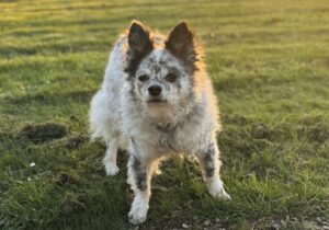 älterer Hund auf einer Wiese