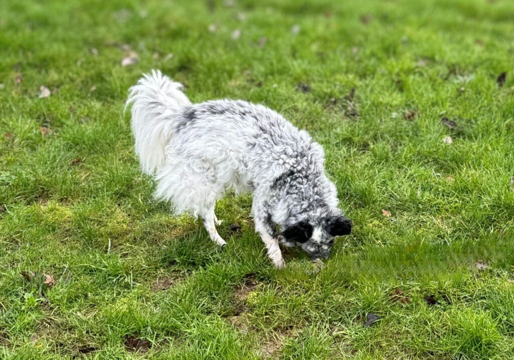 Seniorhund setzt die Nase gezielt ein